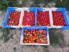 Le Champ du Dragon - tomates
