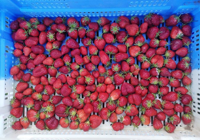 Le Champ du Dragon - fraises