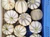 Le Champ du Dragon - melons