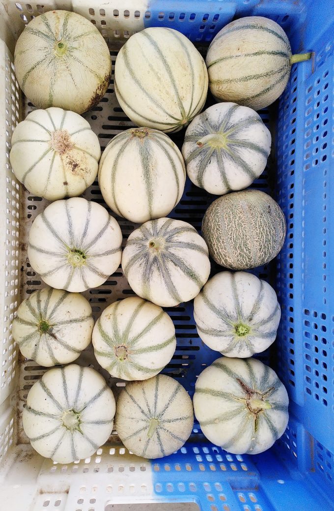 Le Champ du Dragon - melons