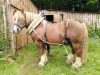 Le Champ du Dragon - cheval de trait