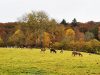 Le Stérou Parc Naturel - élevé en plein air