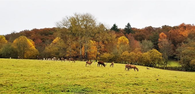 Le Stérou Parc Naturel - élevé en plein air