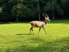 Le Stérou Parc Naturel - en totale liberté