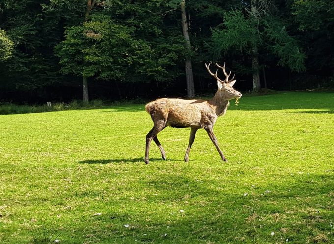 Le Stérou Parc Naturel - en totale liberté