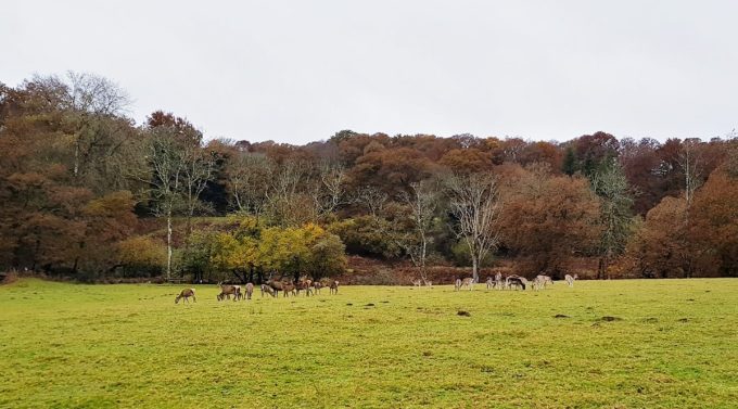 Le Stérou Parc Naturel - troupeau de daims