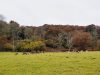 Le Stérou Parc Naturel - troupeau de daims