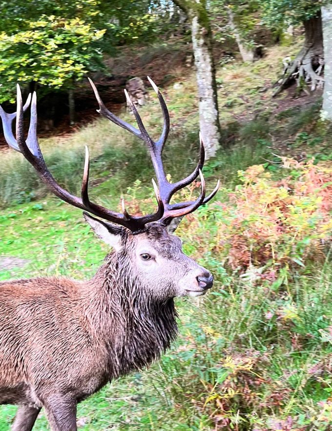 Le Stérou Parc Naturel - Cerf