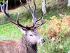 Le Stérou Parc Naturel - Cerf
