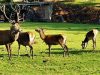 Le Stérou Parc Naturel - troupeau