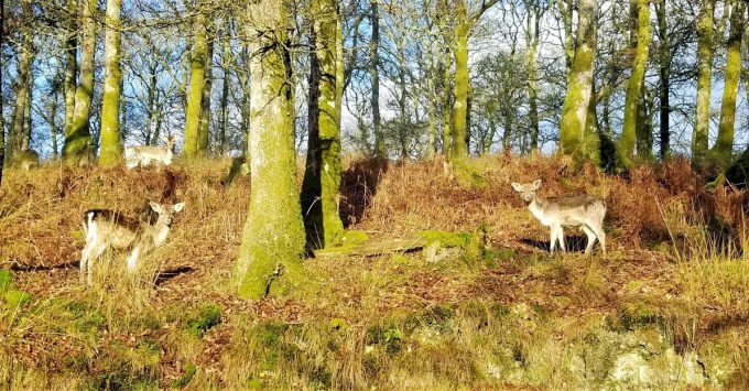 Le Stérou Parc Naturel - en forêt