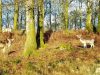 Le Stérou Parc Naturel - en forêt