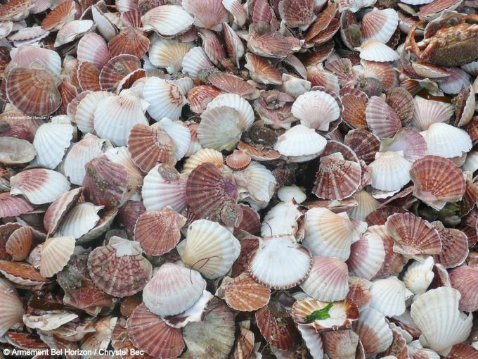 Les coquilles Saint Jacques