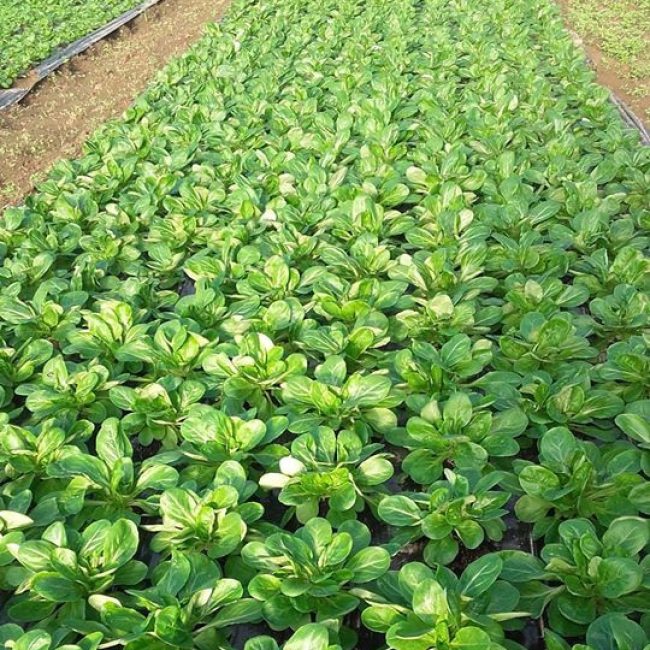 La ferme bio de Kermellou