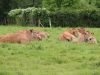 Nos vaches