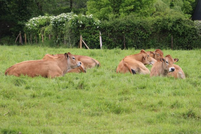 Nos vaches