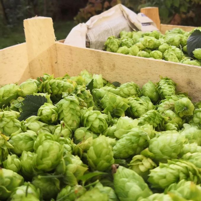 Micro Braz - le houblon