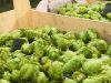 Micro Braz - le houblon