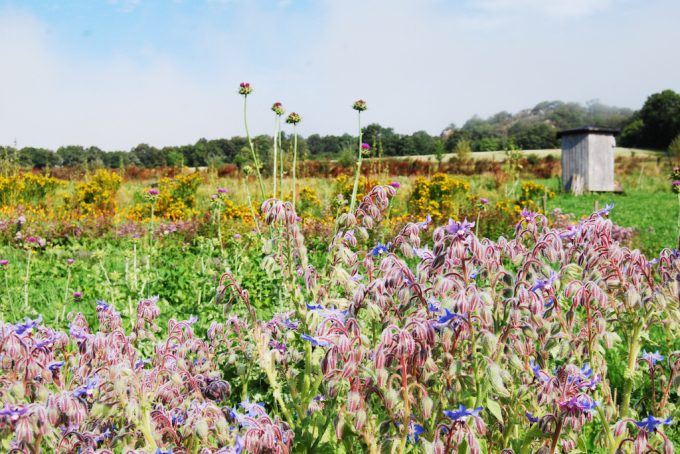Miel et une Fleurs - bourrache officinale