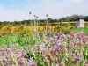Miel et une Fleurs - bourrache officinale