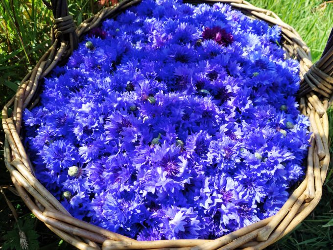 Miel et une Fleurs