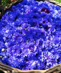 Miel et une Fleurs
