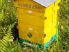 Ruche Warré - Jaune