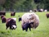 Moutons des Landes - Proche Quimper