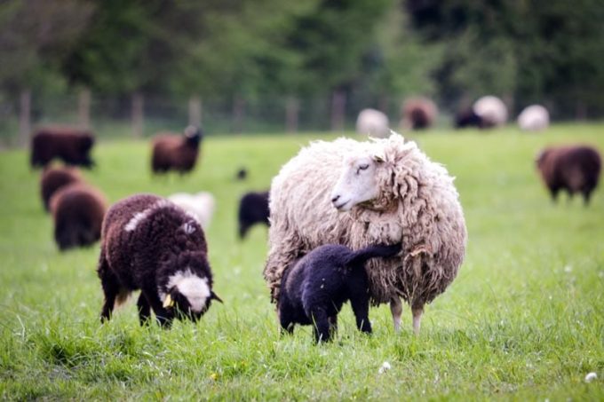 Moutons des Landes - Proche Quimper