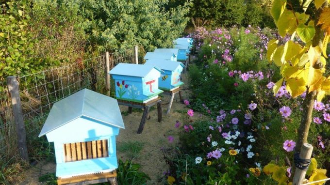 Les ruches d'abeilles noires
