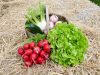 Légumes en vente directe