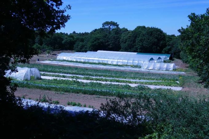 Les paniers enchamptés