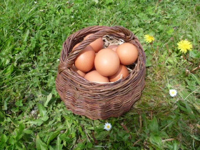 Oeufs frais