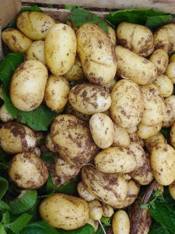 Nos pommes de terre