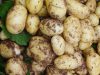 Nos pommes de terre