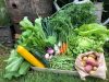 Le potager de Kerrun