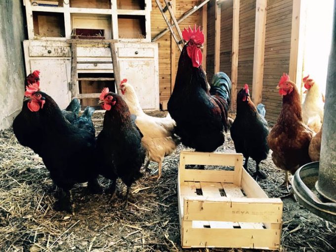 Poules