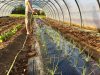 Culture des légumes