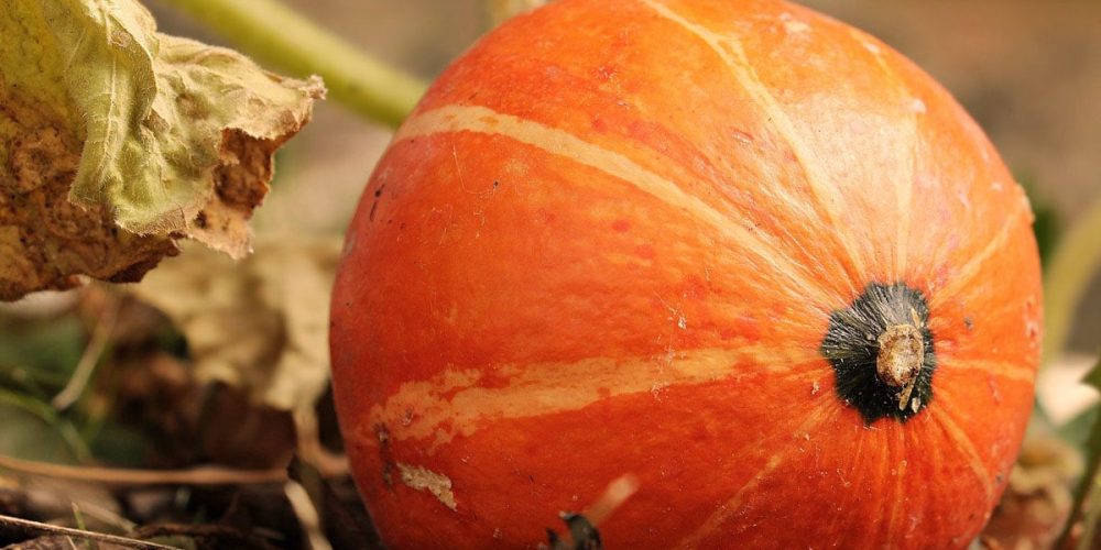 Comment cuisiner le potimarron ? Nos astuces…
