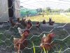 Poules à l'air libre