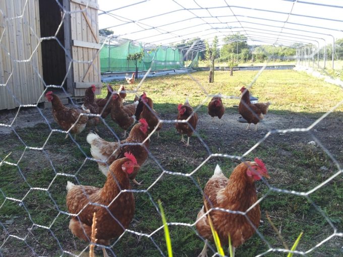 Poules à l'air libre