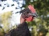 Les volailles du pré BIOttés - poulet bio