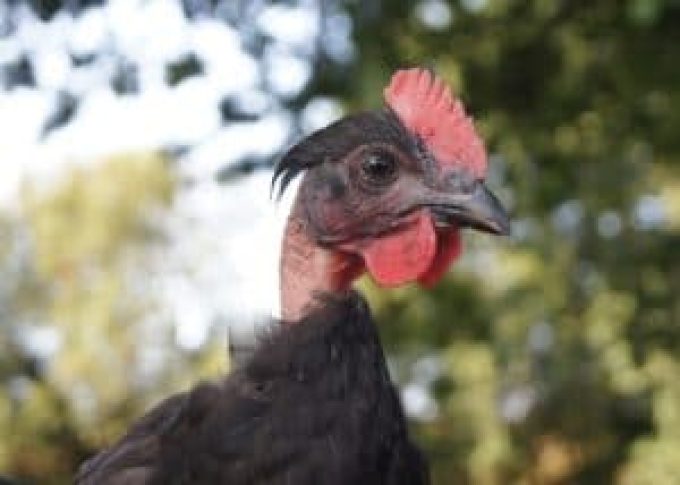 Les volailles du pré BIOttés - poulet bio
