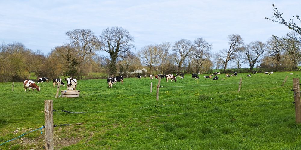 Ferme herbagère : tout savoir sur la production de lait 100% à l’herbe