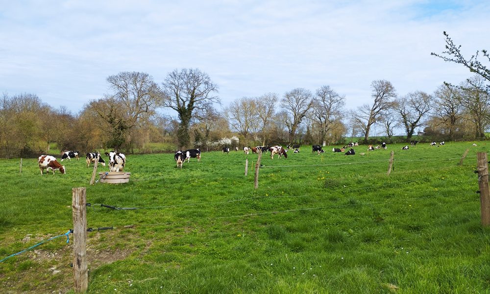 Ferme herbagère : tout savoir sur la production de lait 100% à l’herbe