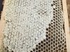 Rucher de Keriner - rayon ruche