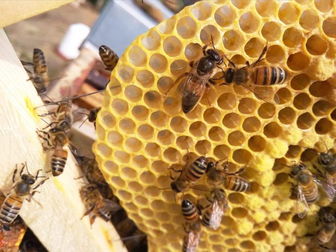 Les abeilles de Marneffe