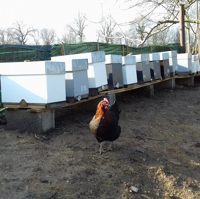 Les poules choyées