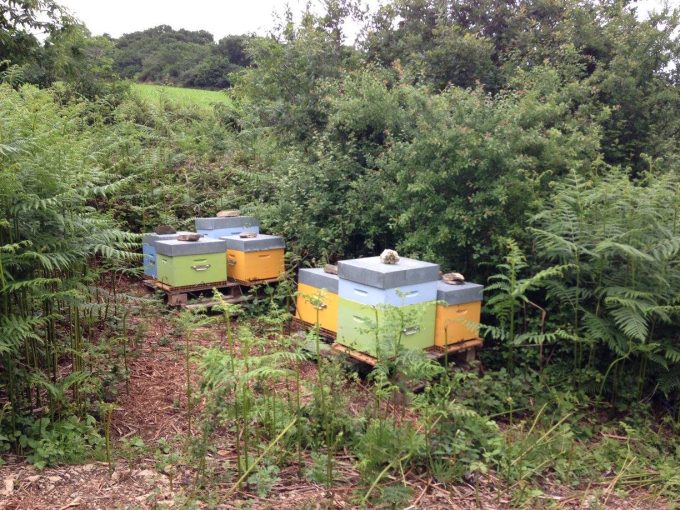 Les ruches et les abeilles
