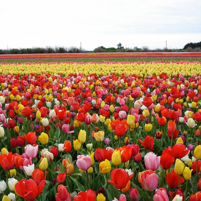 Les tulipes